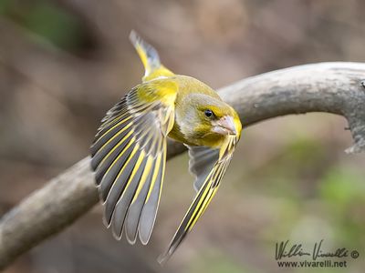 Verdone (Chloris chloris)