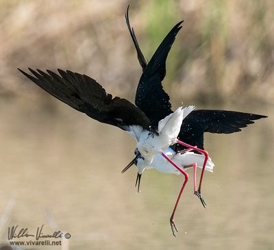 Cavaliere d'italia (Himantopus himantopus)