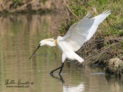 Spatola (Platalea leucorodia)