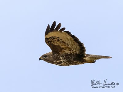 Poiana (Buteo buteo)