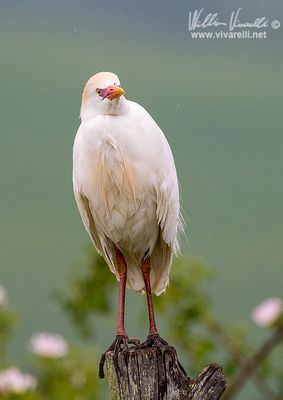 Airone guardabuoi (Bubulcus ibis)