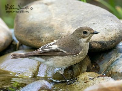 Balia nera (Ficedula hypoleuca)