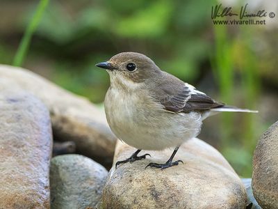 Balia nera (Ficedula hypoleuca)