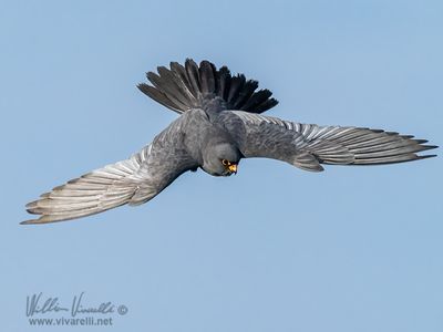 Falco cuculo (Falco vespertinus)