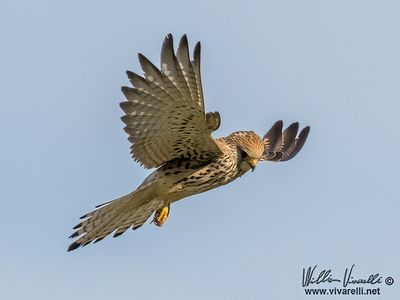 Grillaio (Falco naumanni)