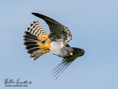 Falco cuculo (Falco vespertinus)