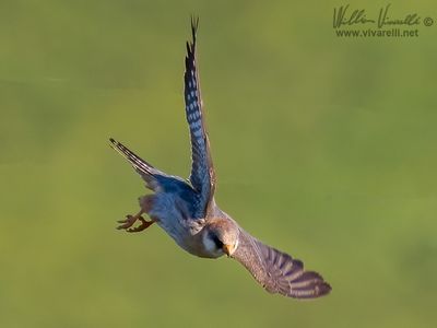 Falco cuculo (Falco vespertinus)