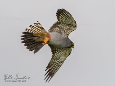 Falco cuculo (Falco vespertinus)