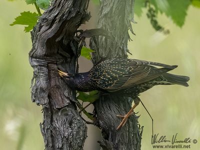 Storno (Sturnus vulgaris)