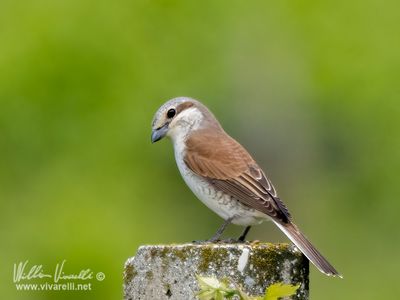 Averla piccola (Lanius collurio)