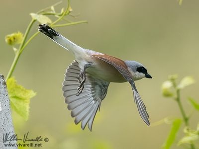 Averla piccola (Lanius collurio)