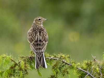 Allodola (Alauda arvensis)