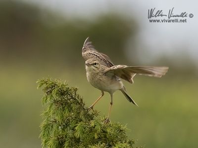 Calandro (Anthus campestris)