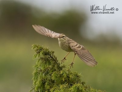 Calandro (Anthus campestris)