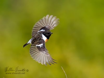 Saltimpalo (Saxicola torquatus)