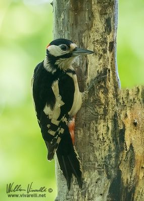Picchio rosso maggiore (Dendrocopos major)