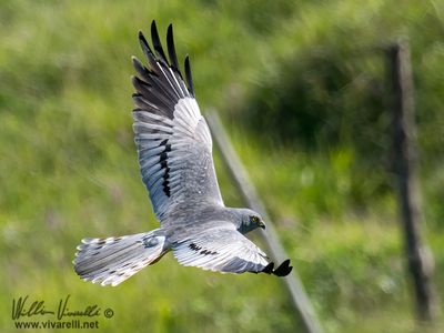Albanella minore (Circus pygargus)