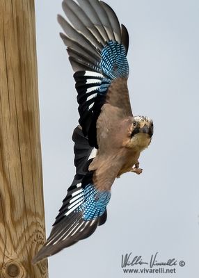 Ghiandaia (Garrulus glandarius)