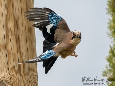 Ghiandaia (Garrulus glandarius)