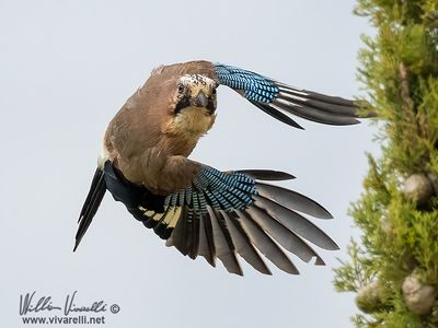 Ghiandaia (Garrulus glandarius)