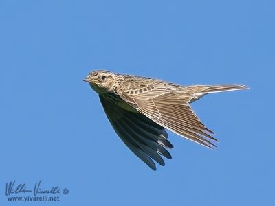 Allodola (Alauda arvensis)