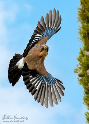 Ghiandaia (Garrulus glandarius)