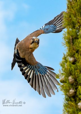 Ghiandaia (Garrulus glandarius)