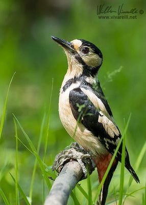 Picchio rosso maggiore (Dendrocopos major)