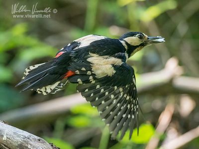 Picchio rosso maggiore (Dendrocopos major)