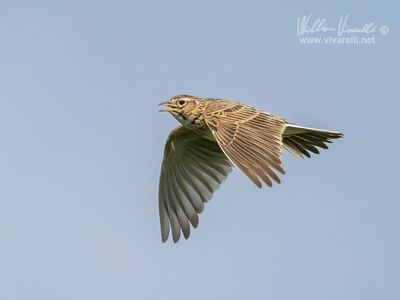 Allodola (Alauda arvensis)