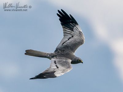 Albanella minore (Circus pygargus)