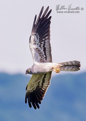 Albanella minore (Circus pygargus)