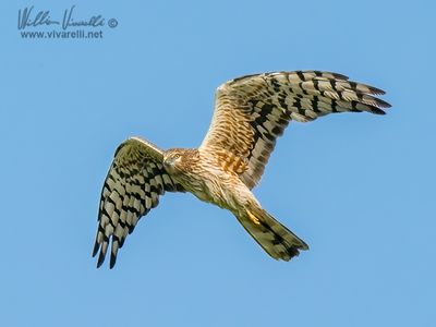 Albanella minore (Circus pygargus)