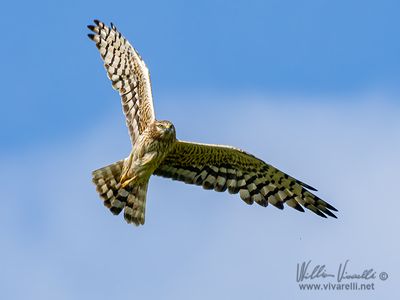 Albanella minore (Circus pygargus)