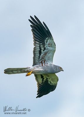 Albanella minore (Circus pygargus)