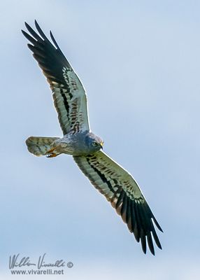 Albanella minore (Circus pygargus)