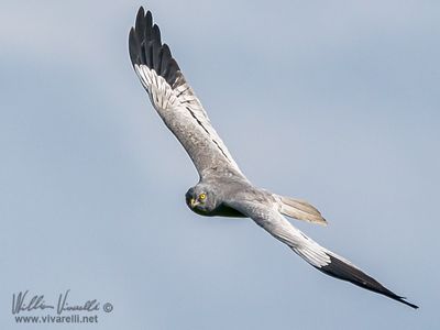 Albanella minore (Circus pygargus)