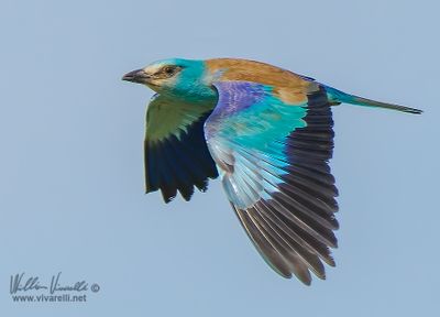 Ghiandaia marina (Coracias garrulus)