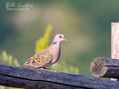 Tortora selvatica (Streptopelia turtur)