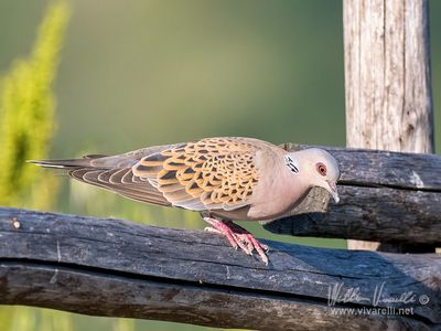 Tortora selvatica (Streptopelia turtur)