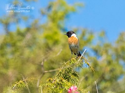 Saltimpalo (Saxicola torquatus)