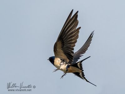 Rondine (Hirundo rustica)