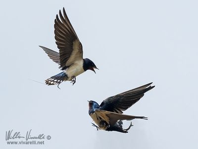 Rondine (Hirundo rustica)