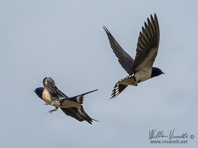 Rondine (Hirundo rustica)