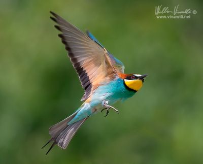 Gruccione (Merops apiaster)