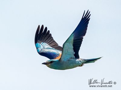 Ghiandaia marina (Coracias garrulus)