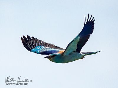 Ghiandaia marina (Coracias garrulus)