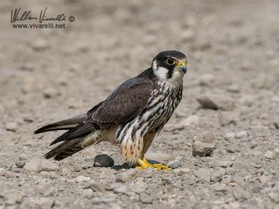 Lodolaio (Falco subbuteo)