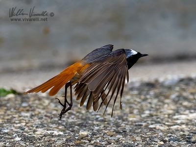 Codirosso (Phoenicurus phoenicurus)