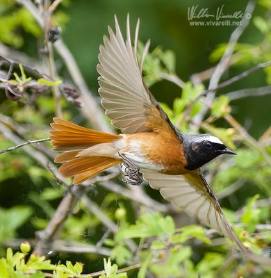 Codirosso (Phoenicurus phoenicurus)